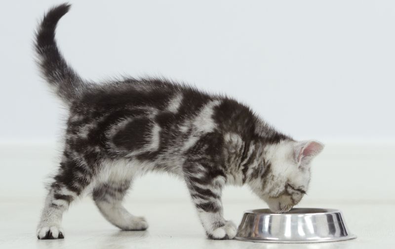 Какой корм для котят выбрать?