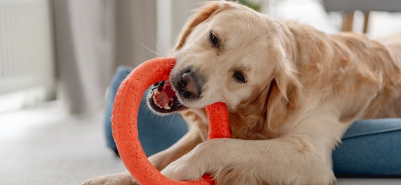 Почему собака грызет вещи, что делать, как отучить