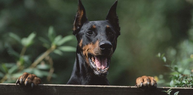 Доберман – порода собак