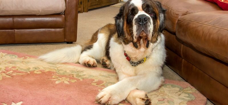 Сенбернар: особенности ухода, характер, содержание