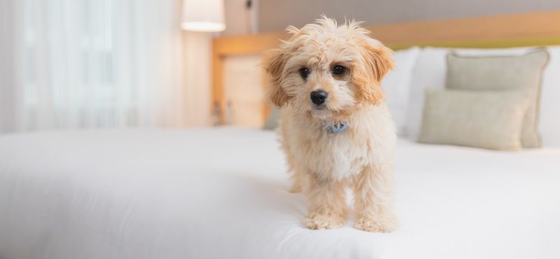 В отеле с питомцем: о чем нужно помнить