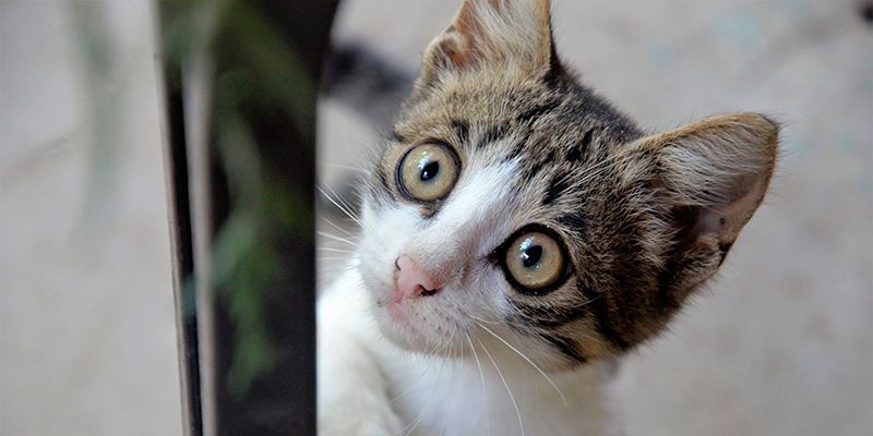 Туалет для кошек: разбираемся в автоматических моделях