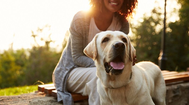 Как ухаживать за беременной собакой?
