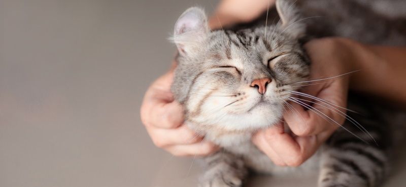 Как понять язык кошки