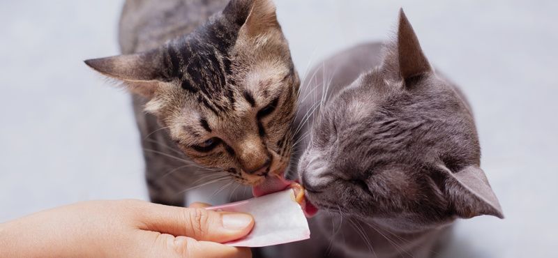 Лакомства для кошек как выражение любви