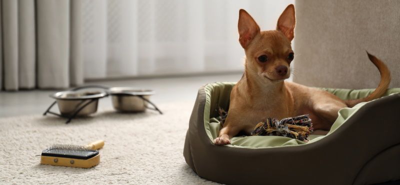 В отеле с питомцем: о чем нужно помнить