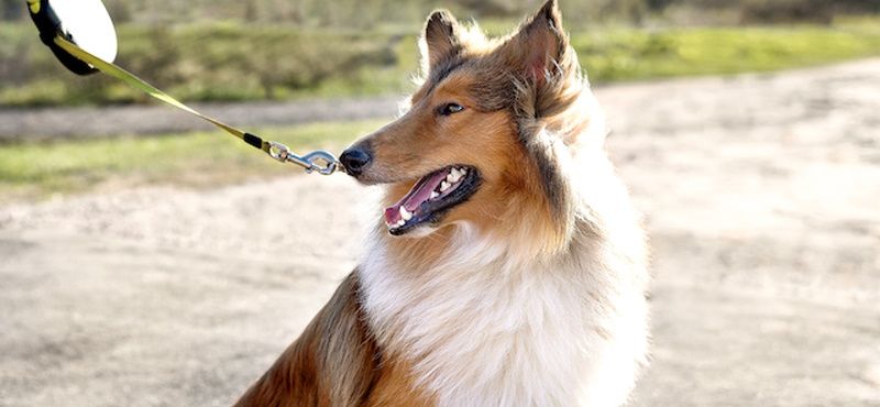 Профилактические визиты к ветеринарному врачу