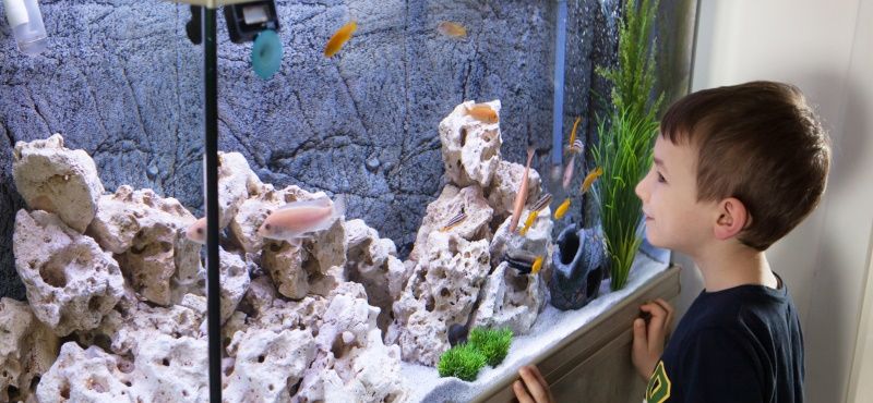 Советы начинающим аквариумистам