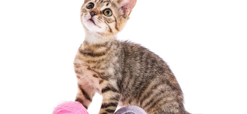 Игры с кошкой и собакой дома и на улице