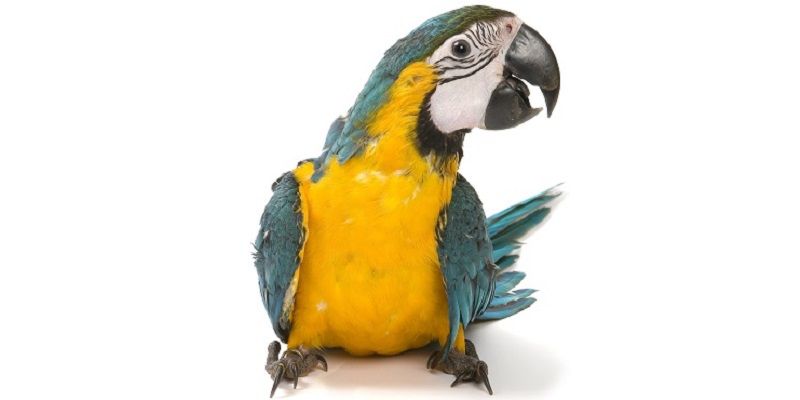 Подарки для любимых питомцев!