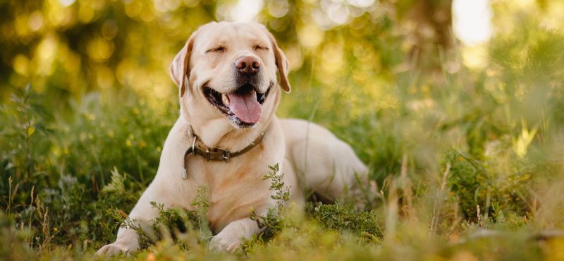 Хвостатые звезды Голливуда: самые знаменитые собаки