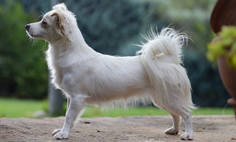 Алопекис - древняя греческая порода собак