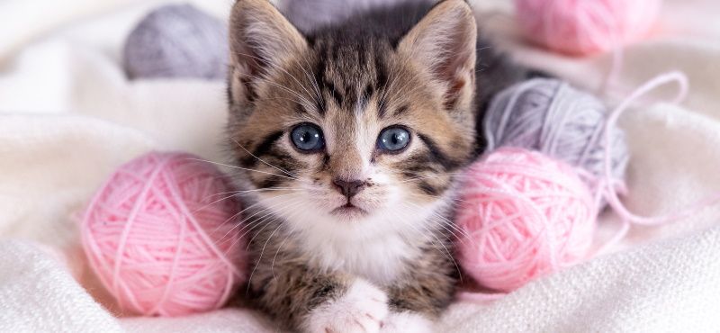 Адаптация котёнка в новом доме