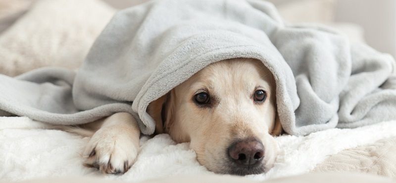 Как ухаживать за беременной собакой?