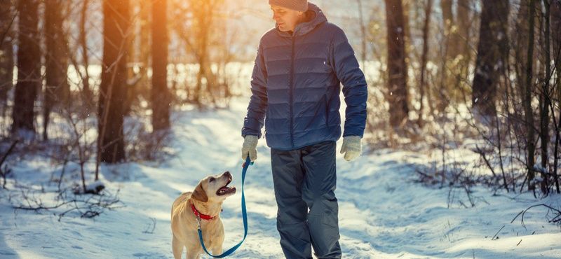 Как отучить собаку подбирать еду на улице