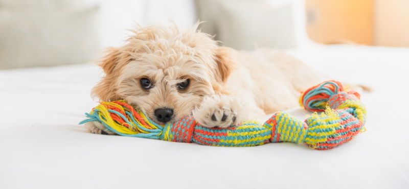 В отеле с питомцем: о чем нужно помнить