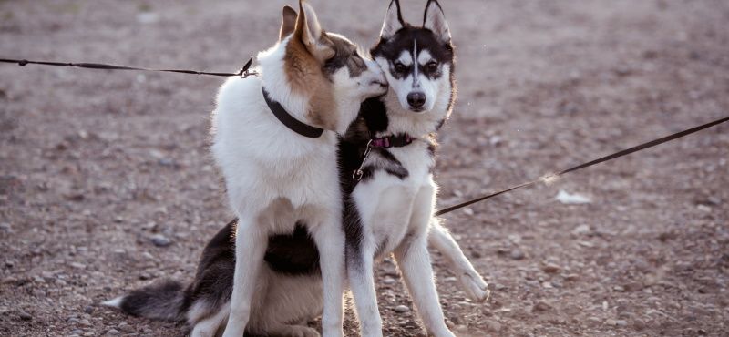 Как гулять с несколькими собаками одновременно