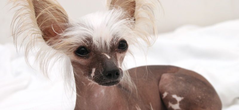 Одежда для китайской хохлатой собаки - что выбрать