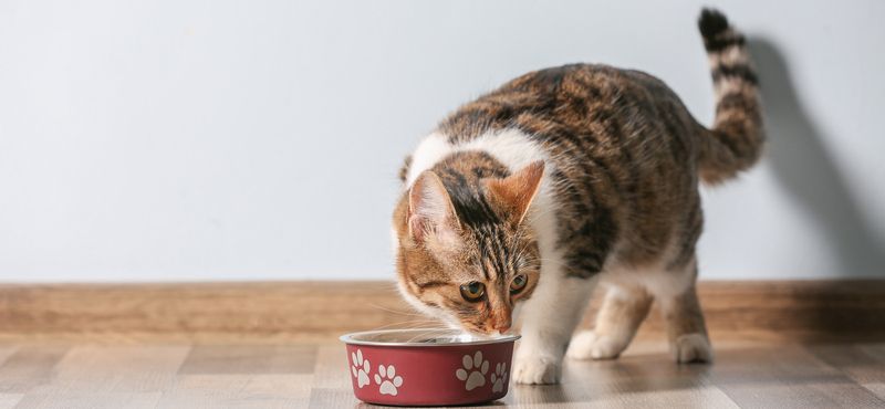 Выбираем лучшую миску для кошки