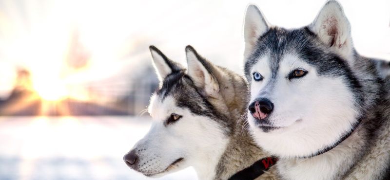 Катание на собаках: виды и особенности