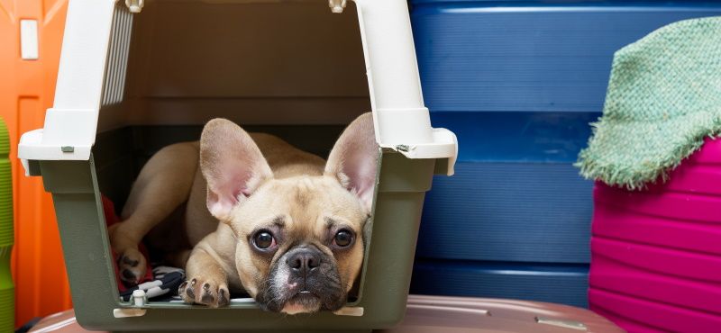 Как правильно перевозить питомца в самолете?