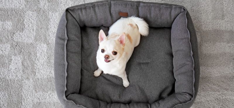 Лежаки: как выбрать