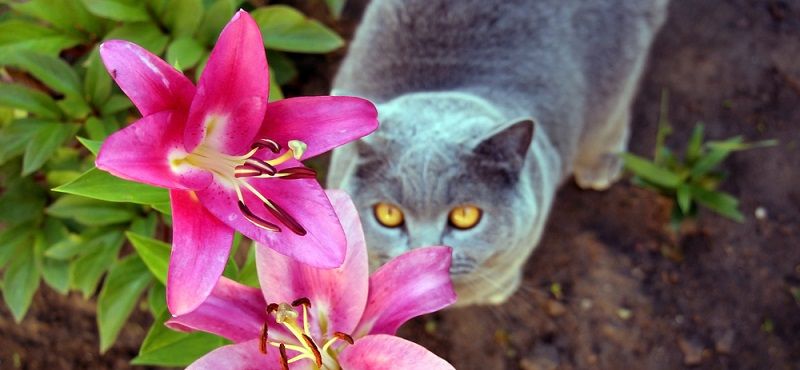 Растения для кошек: какие растения опасны для кошек и как защитить комнатные цветы