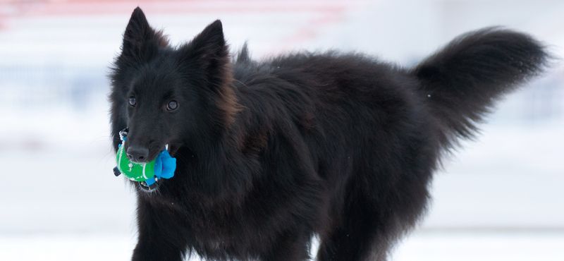 Грюнендаль – порода собак Грюнендаль – порода собак