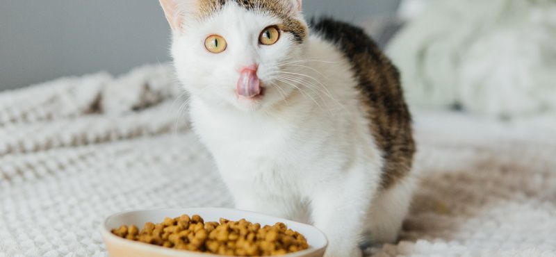 Как подобрать правильную замену внутри лечебных кормов ROYAL CANIN® для кошек