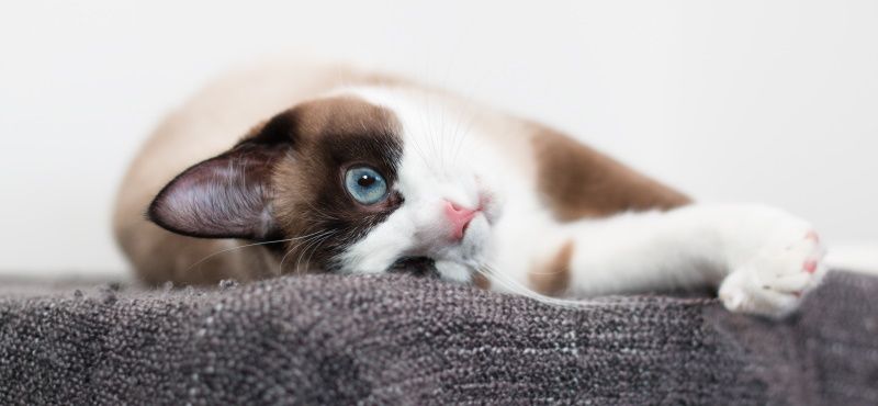 Лучшие породы кошек для детей