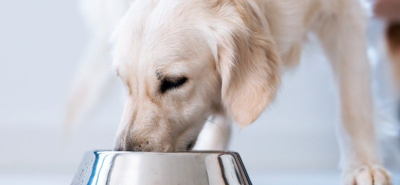 Большая собака в квартире