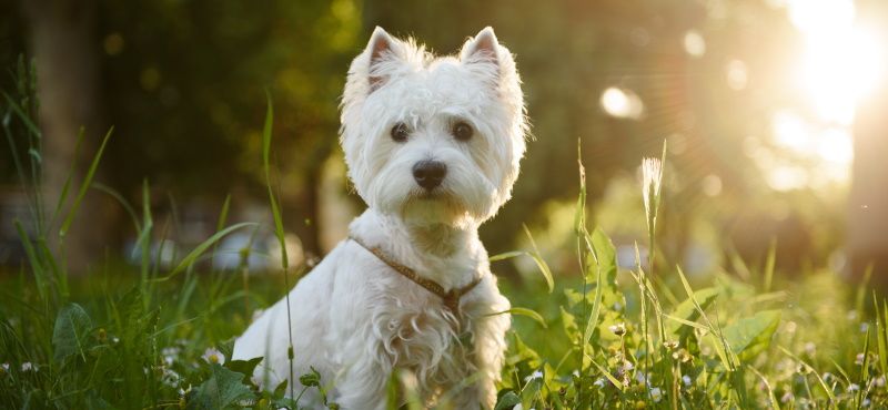 Легкий путь к здоровым суставам вашего питомца