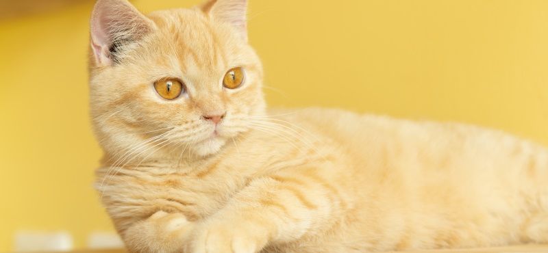 Манчкин: особенности породы, уход, содержание