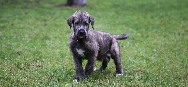 Ирландский волкодав – порода собаки Ирландский волкодав – порода собаки