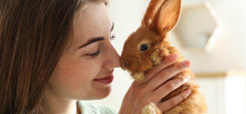 Обзор кроликов для содержания дома