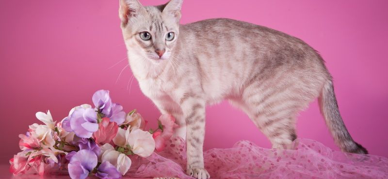 Тонкинская кошка: описание породы, характер, уход