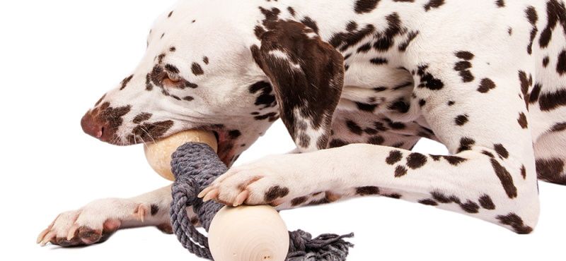 Выбираем экологичные материалы для питомцев: обзор новых игрушек Rurri