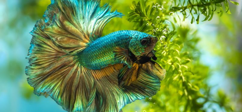 Как правильно кормить петушков