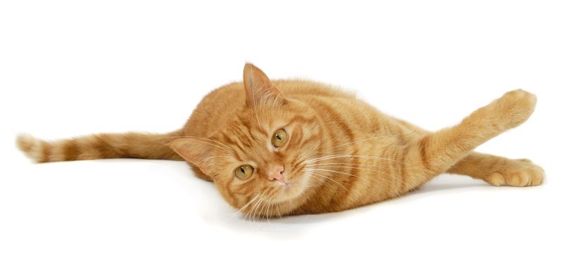 Самые знаменитые кошки мирового кинематографа Самые знаменитые кошки мирового кинематографа