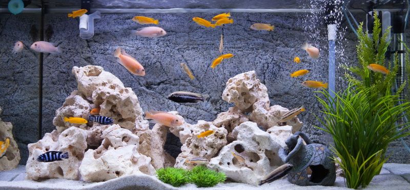 Советы начинающим аквариумистам