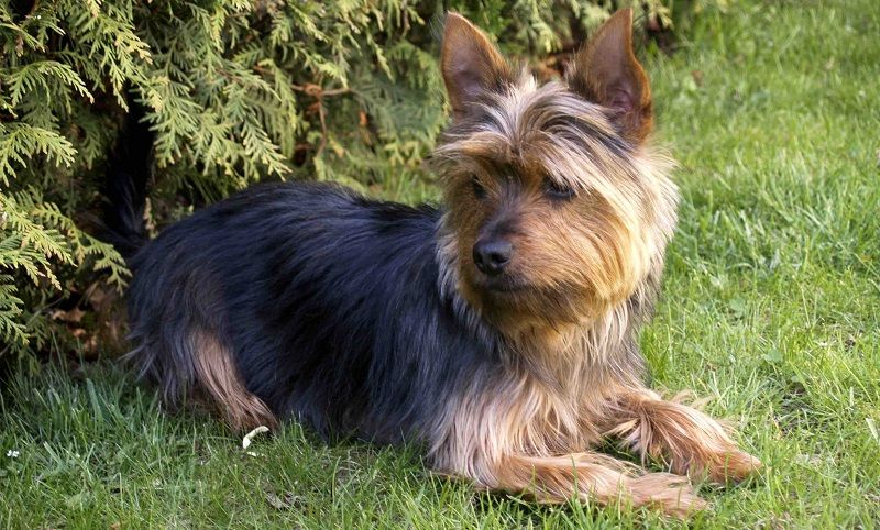 Йоркширский терьер