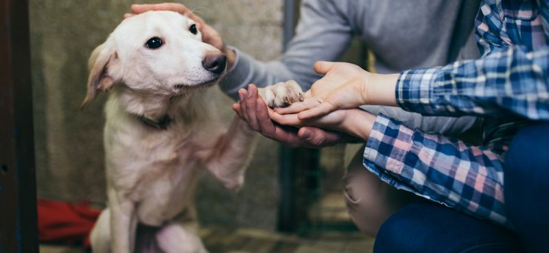 В каком приюте можно взять собаку?