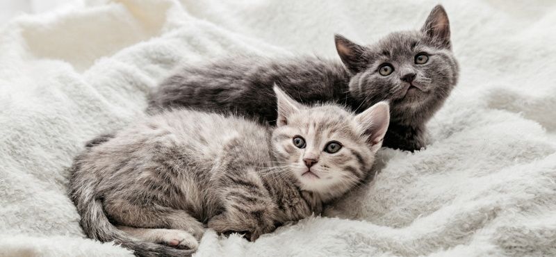 Адаптация котёнка в новом доме