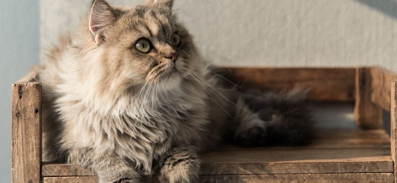 Персидская кошка: характер и описание породы