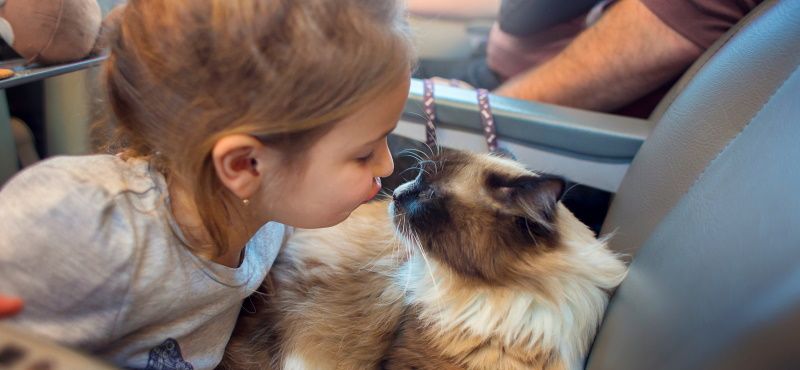 Путешествие с кошкой в поезде: о чем важно знать