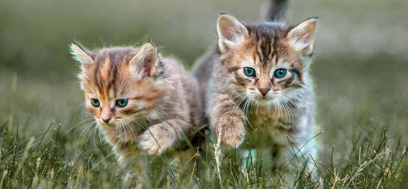 Учимся вместе с котенком и щенком