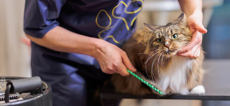 Как бороться с шерстью кошек в квартире