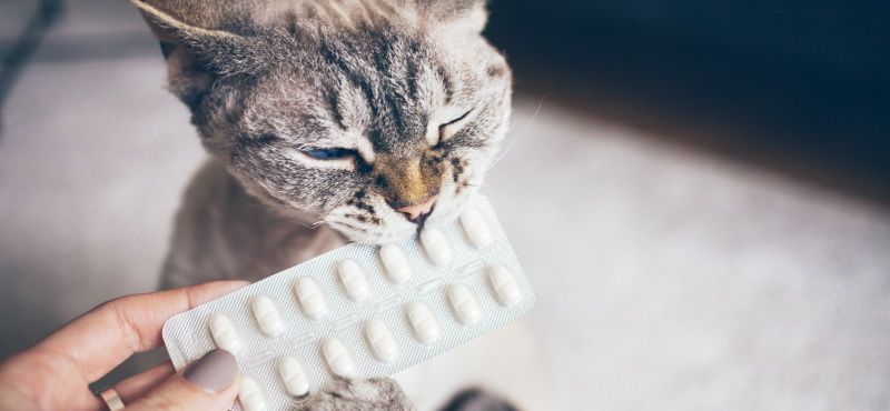 Стресс у питомца, что делать Стресс у питомца, что делать