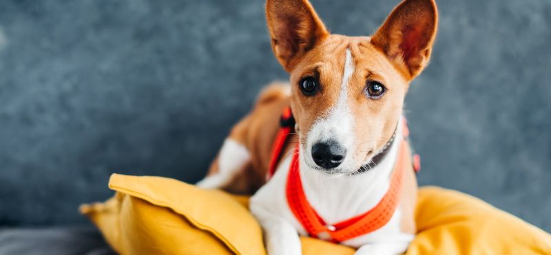 Собаки для детей: обзор пород, которые подойдут ребенку