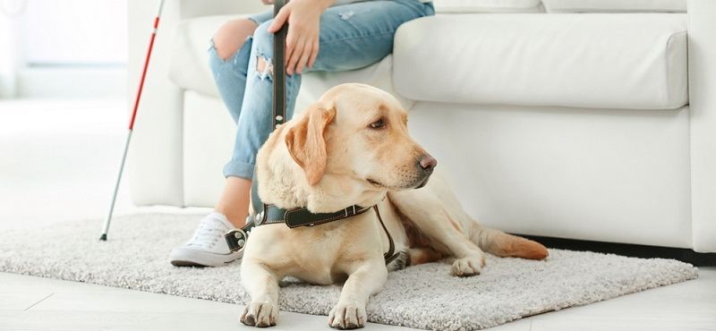 Путешествуем вместе с питомцами: правила перевозки животных в самолете и поезде